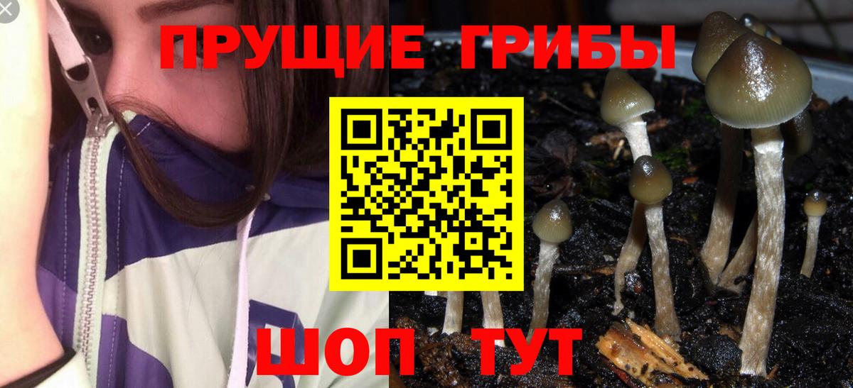 Псилоцибиновые грибы мухоморы  Псилоцибиновые грибы прущие грибы  закладка  Вход с VPN  Можга 
